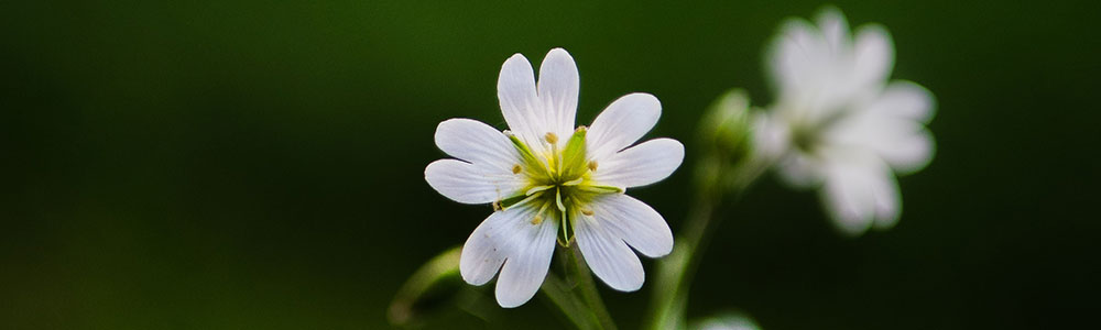 Small-Garden