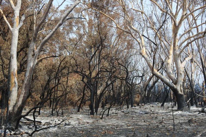 Australian Bushfires