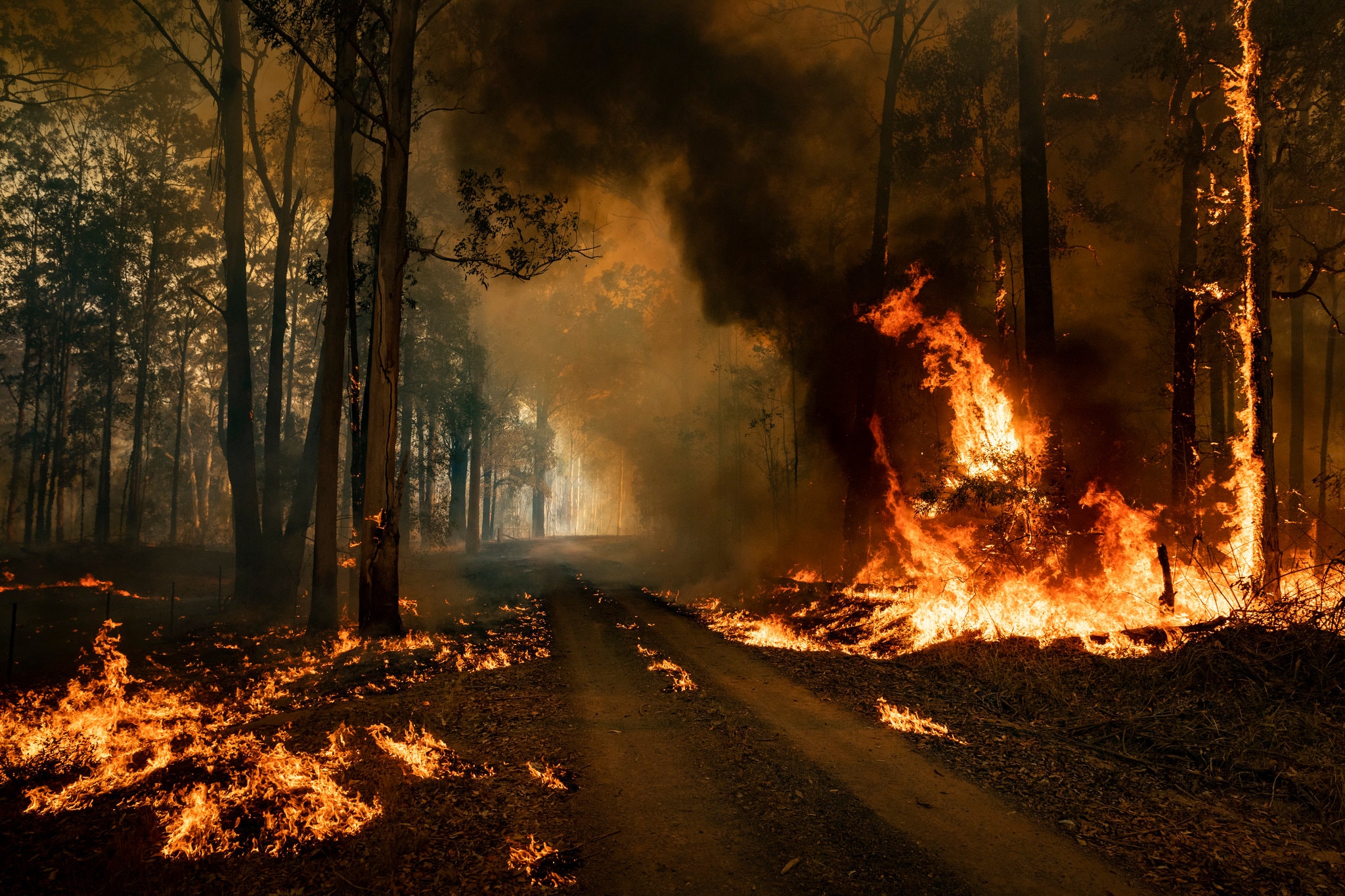 Australian Bushfires